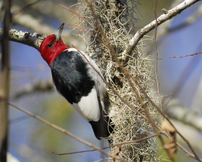 red-headed woodpecker BRD5474.jpg