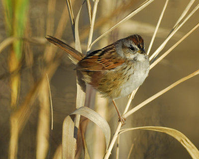 swamp sparrow BRD5607.jpg
