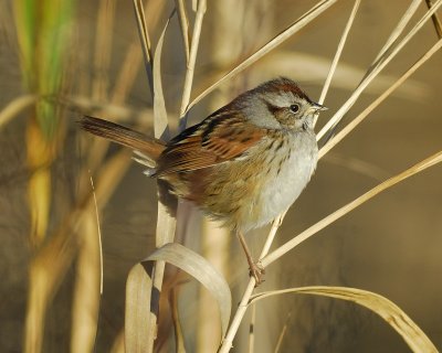 swamp sparrow BRD5609.jpg