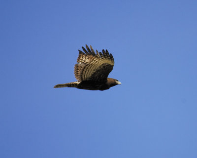 red-tailed hawk BRD5754.jpg