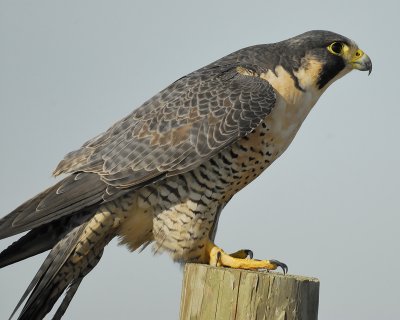 peregrine falcon BRD5886.jpg