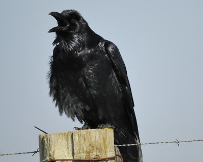 common raven BRD5173.jpg