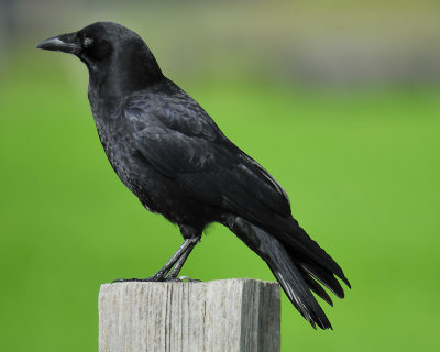 1570b_american_crow