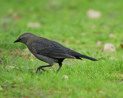 brewer's blackbird BRD5234.jpg