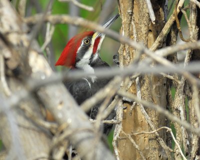 pileated woodpecker BRD5928.jpg