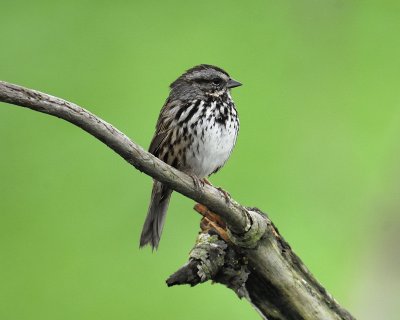 song sparrow BRD4706.jpg