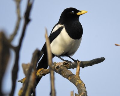 1570h_yellow_billed_magpie