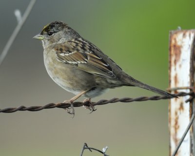 golden-crowned sparrow BRD4993.jpg
