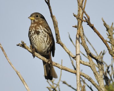 fox sparrow BRD5125.jpg