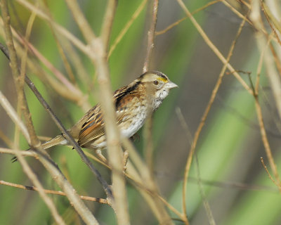 white-throated sparrow BRD6557.jpg