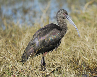 white-faced ibis BRD6837.jpg