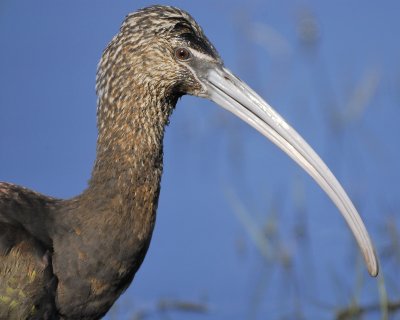 glossy ibis BRD6838.jpg