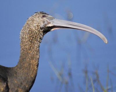 glossy ibis BRD6839.jpg