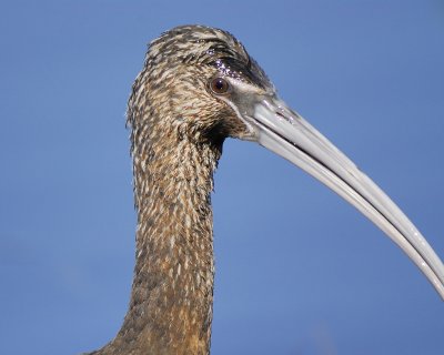 glossy ibis BRD6847.jpg