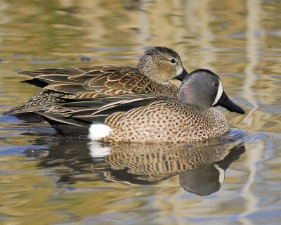 blue-winged teal BRD7079.jpg