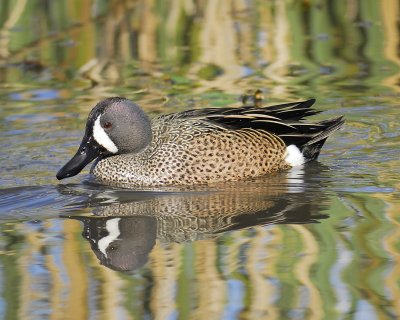 blue-winged teal BRD7082.jpg