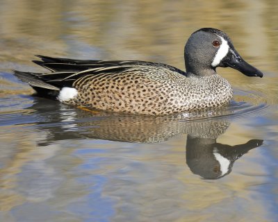 blue-winged teal BRD7084.jpg