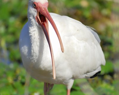 white ibis BRD7030.jpg