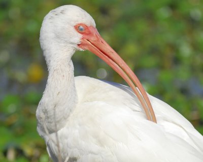 white ibis BRD7040.jpg
