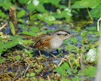 swamp sparrow BRD7057.jpg