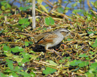 swamp sparrow BRD7063.jpg