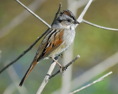 swamp sparrow BRD7069.jpg