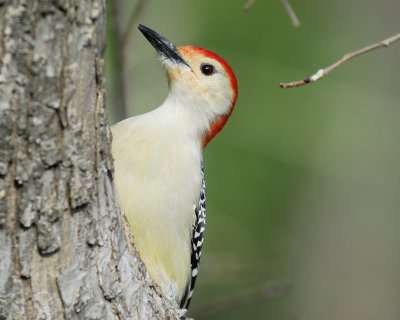 red-bellied woodpecker BRD6323.jpg