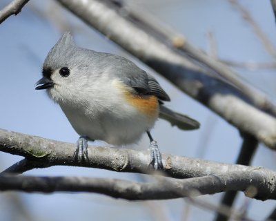 tufted titmouse BRD6340.jpg