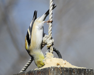 american goldfinch BRD7156.jpg