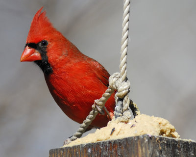 northern cardinal BRD7367.jpg