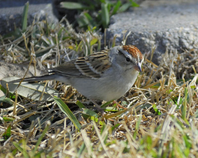 chipping sparrow BRD7528.jpg