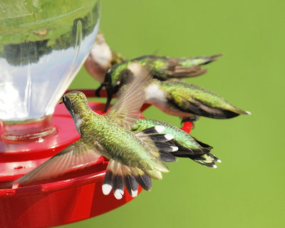 ruby-throated hummingbird BRD4293.JPG
