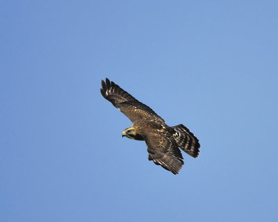 broad-winged hawk BRD4282.JPG