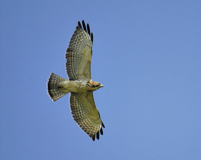 broad-winged hawk BRD4442.JPG