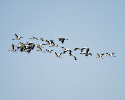 wood stork BRD4826.JPG