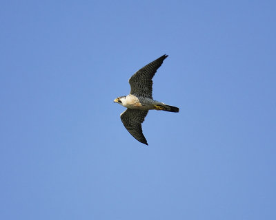 1110u_peregrine_falcon