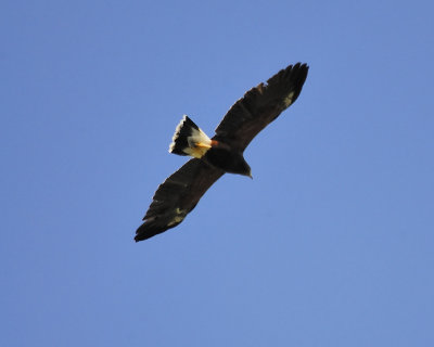 harris's hawk BRD5387.JPG