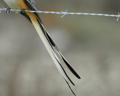 scissor-tailed flycatcher BRD5861.JPG