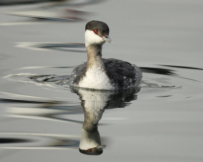 1010d_horned_grebe