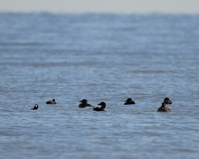 scoters BRD8113.jpg