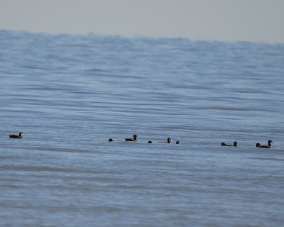 scoters BRD8116.jpg