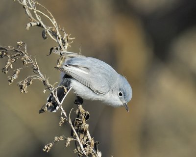 blue-gray gnatcatcher BRD8077.jpg