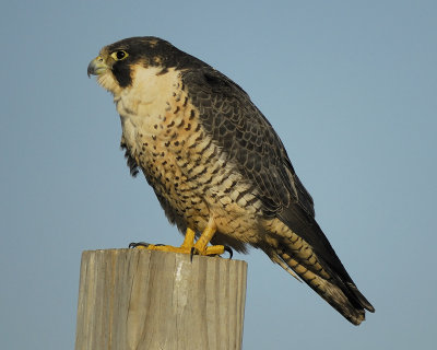 peregrine falcon BRD8214.jpg