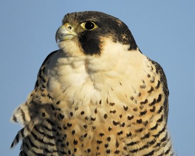 peregrine falcon BRD8252.jpg