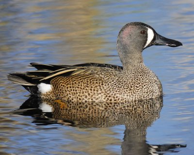 1090m_blue_winged_teal