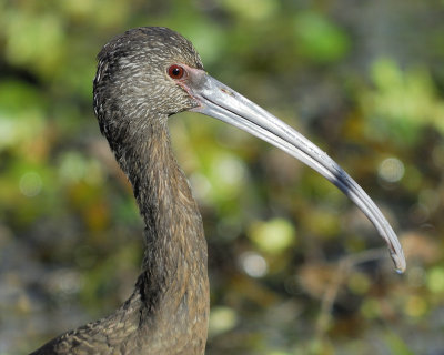 white-faced ibis BRD8545.jpg