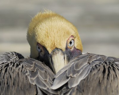brown pelican BRD9235.jpg