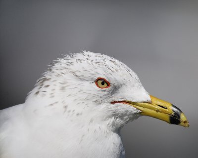 ring-billed gull BRD9219.jpg