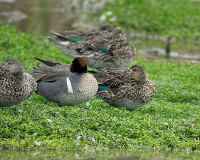 green-winged teal BRD9624.jpg