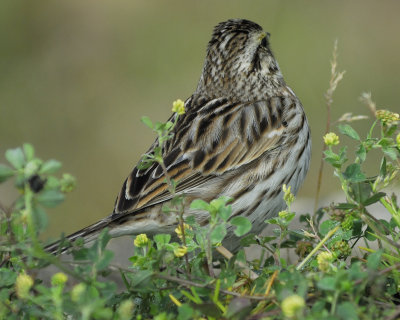 savannah sparrow BRD9873.jpg